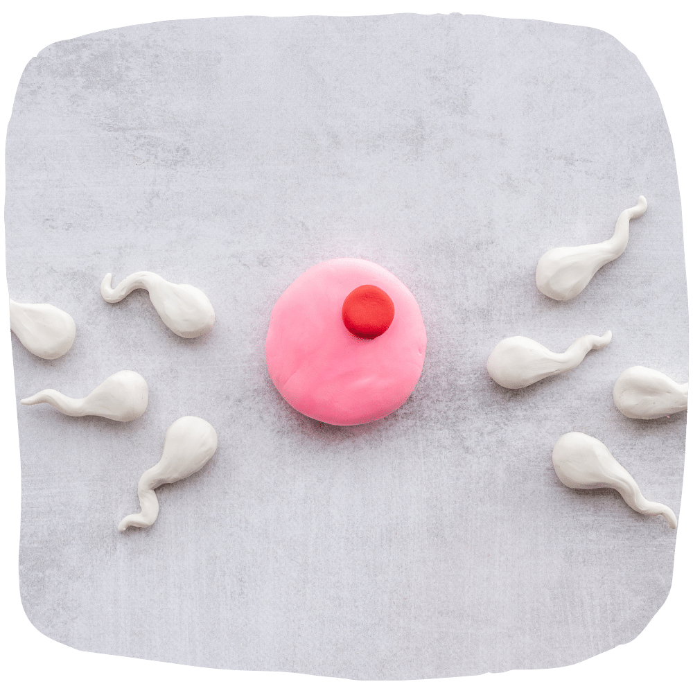 Illustration der In-vitro-Fertilisation – Spermien nähern sich einer Eizelle