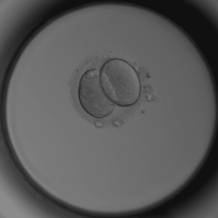2-Zell-Stadium Tag 1–2: Embryo nach erster Zellteilung – Kinderwunschklinik Dr. Pavlik