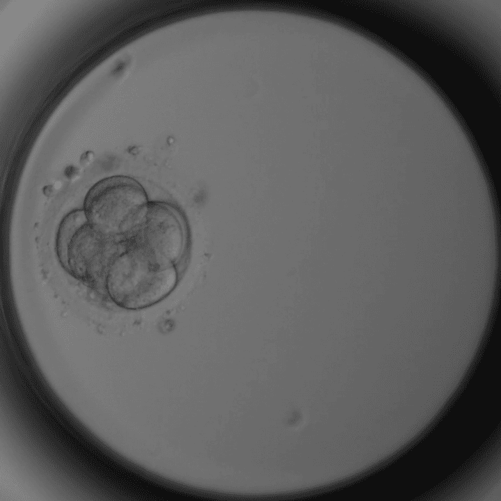 8-Zell-Stadium Tag 3: Embryo mit acht Zellen, Kompaktierung beginnt – Kinderwunschklinik Dr. Pavlik